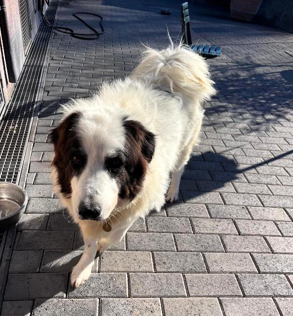 SIMBA  ASPETTA DA TROPPO TEMPO UNA FAMIGLIA Foto 4